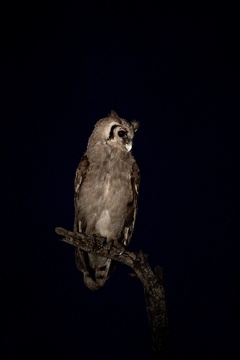 Verreaux's Eagle owl, Umlani Bushcamp