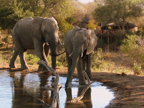 Elephants, Umlani Bushcamp, Timbavati Private Nature Reserve, Kruger National Park by Lisa Scriven