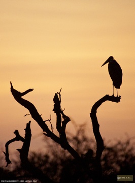 Marabou stork at sunset, Umlani Bushcamp