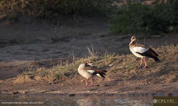 Egyption geese, Umlani Bushcamp