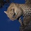 Umlani Blog- Returns Guests And Leopard Glory