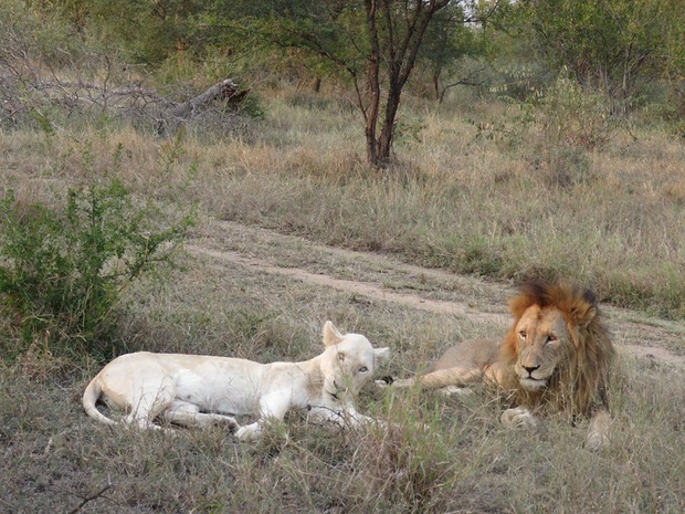 White lions Timbavati, Umlani Bush Camp safariactivities, wildlife sightings Timbavati Game reserve, lions, South Africa