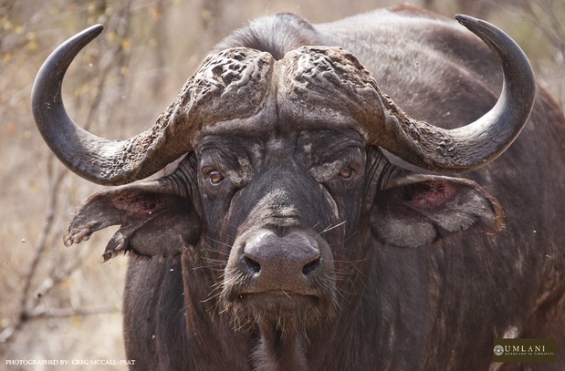 buffalo, Umlani Bush Camp