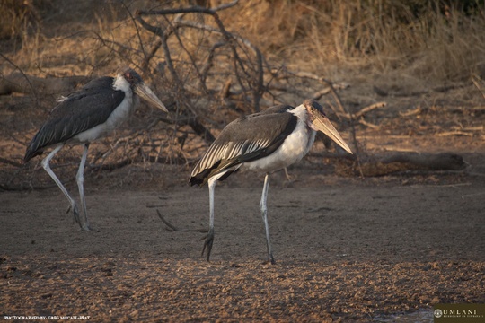 Marabou stork, Umlani Bushcamp