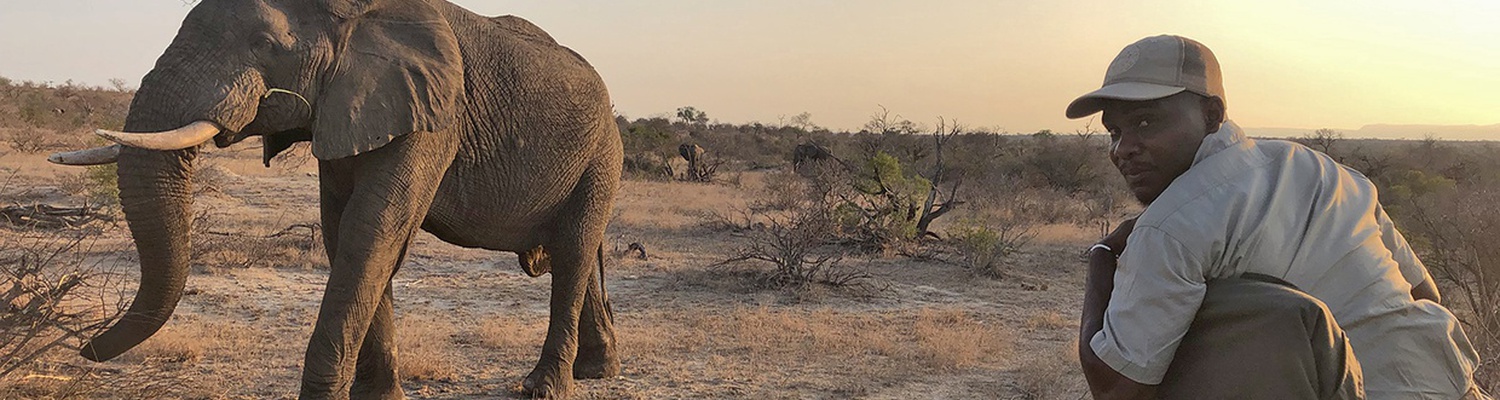 elephant , big game, big 5 , conservation , nature reserve ,Timbavati , Kruger park, safari , bush experience adventures close calls