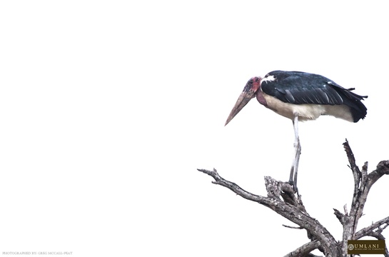 Marabou Stork, Umlani Bushcamp