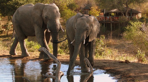 Elephants, Umlani Bushcamp, Timbavati Private Nature Reserve, Kruger National Park by Lisa Scriven