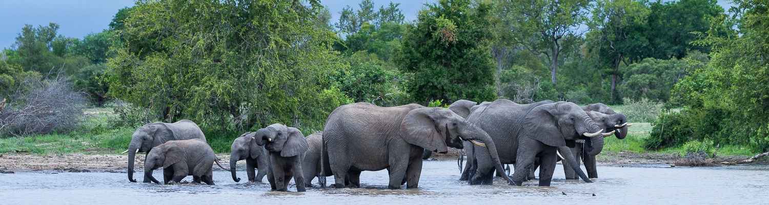 elephants , big 5 , Timbavati private nature reserve tranquility baby elephant 