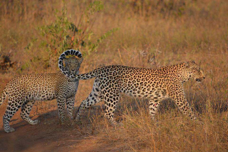 Posing Leopards. Photo credit: Kaira de Kock